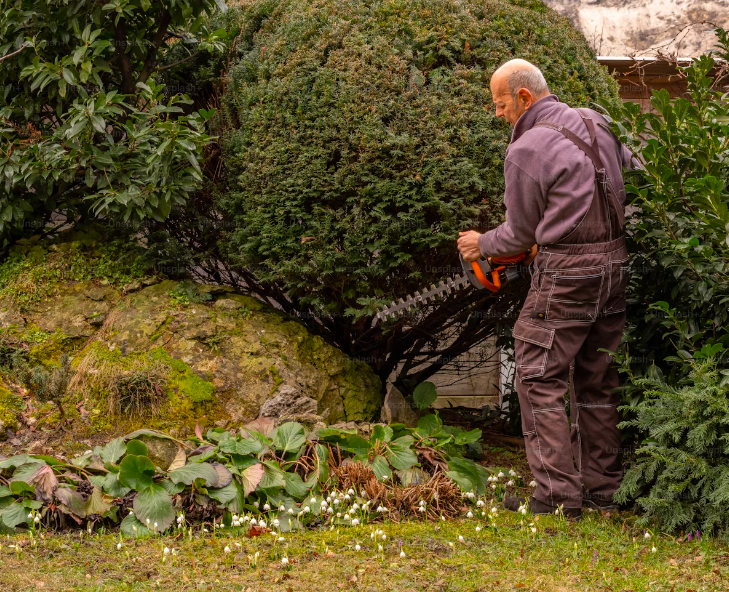 When to Cut Grass After Winter Champion Magazine Online Magazine