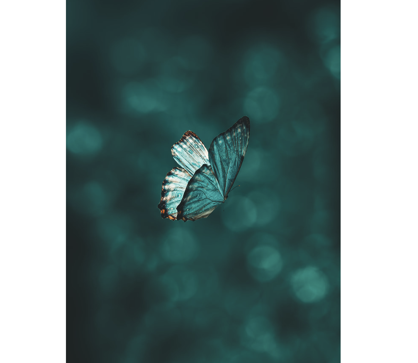 Is it Good Luck if a Butterfly Lands on You? (Answered!) Champion